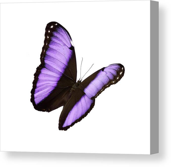 White Background Canvas Print featuring the photograph Butterfly #4 by Liliboas