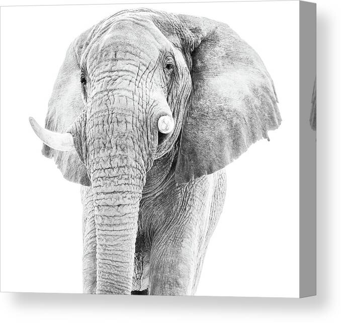 African Elephant Canvas Print featuring the photograph African Elephant Portait in Monochrome by Mark Hunter