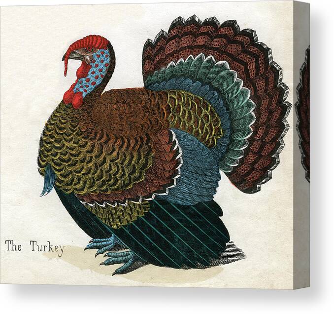 Engraving Canvas Print featuring the photograph Antique Print Of A Turkey by Graphicaartis