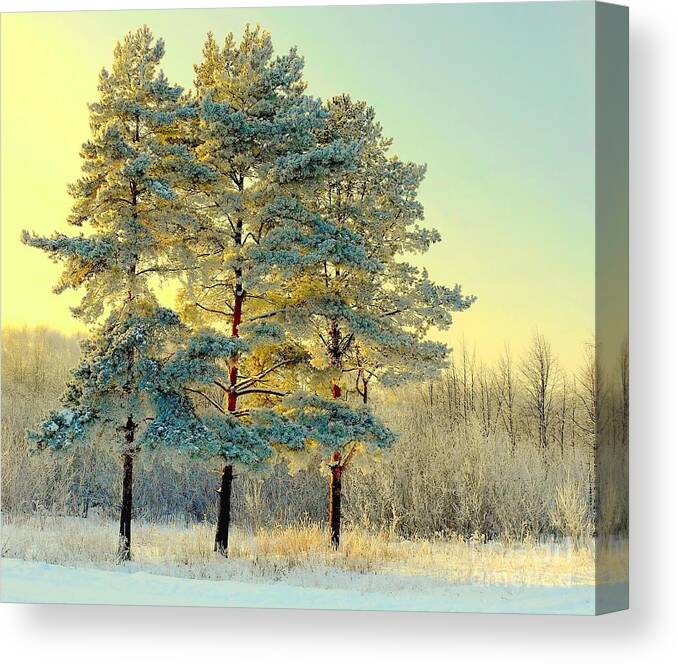 Forest Canvas Print featuring the photograph Beautiful Landscape With Winter Forest by Deserg