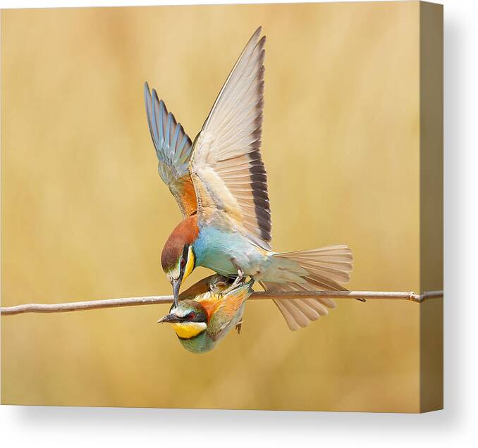 Nachla Canvas Print featuring the photograph Bee-eaters Love by Shlomo Waldmann
