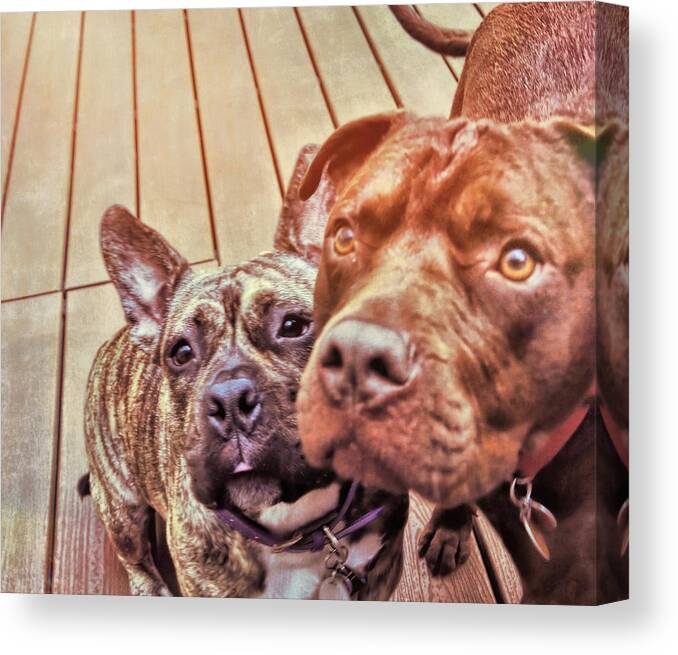Dog Canvas Print featuring the photograph #besties by JAMART Photography