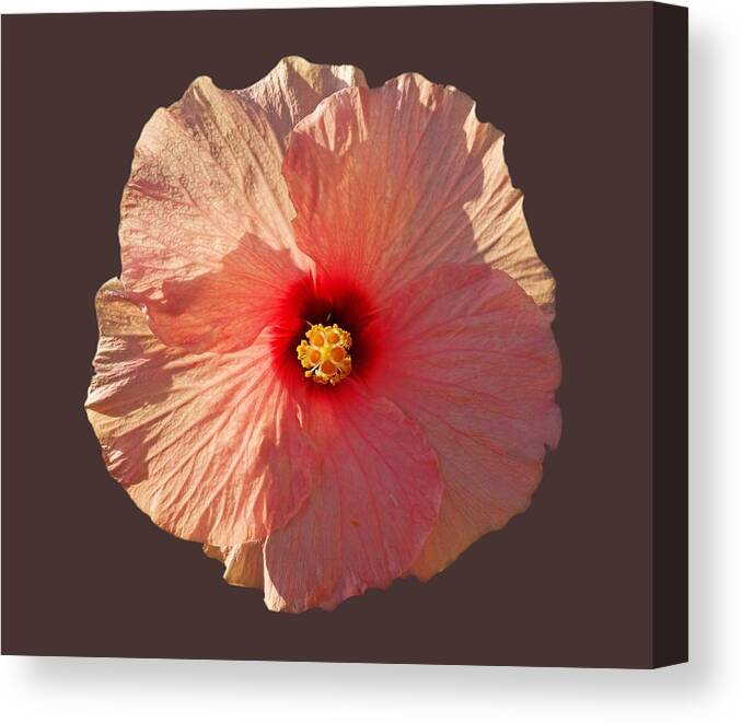 Hibiscus Flower Canvas Print featuring the photograph Blooming Hot by Charles Stuart
