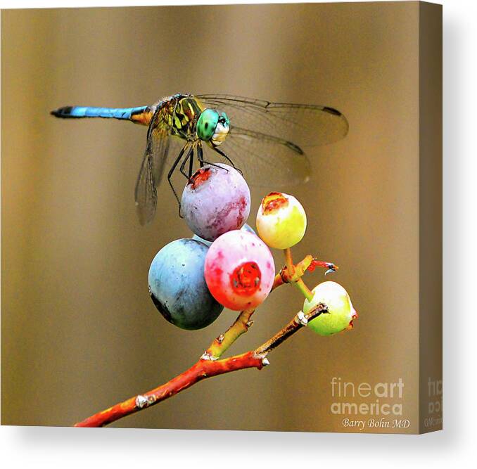 Dragonfly Canvas Print featuring the photograph Blue dasher on blueberries by Barry Bohn
