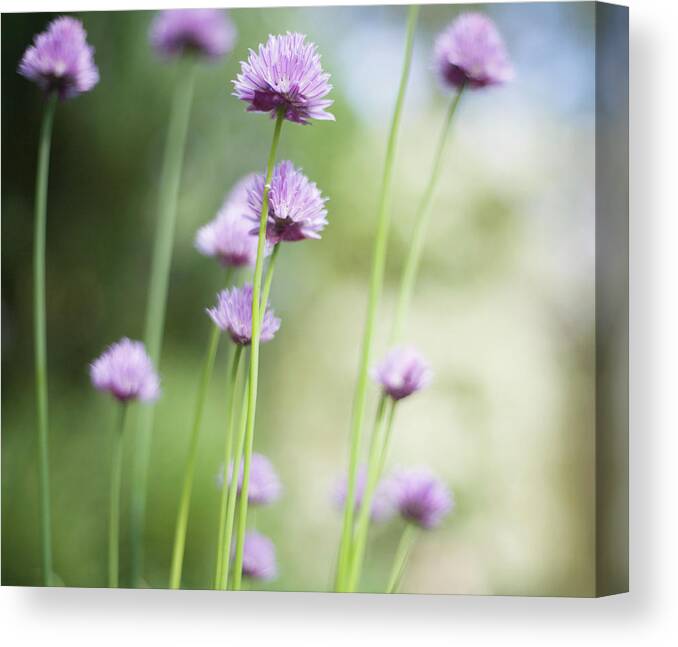Purple Canvas Print featuring the photograph Chive Allium Schoenoprasum, Close-up by David Dear