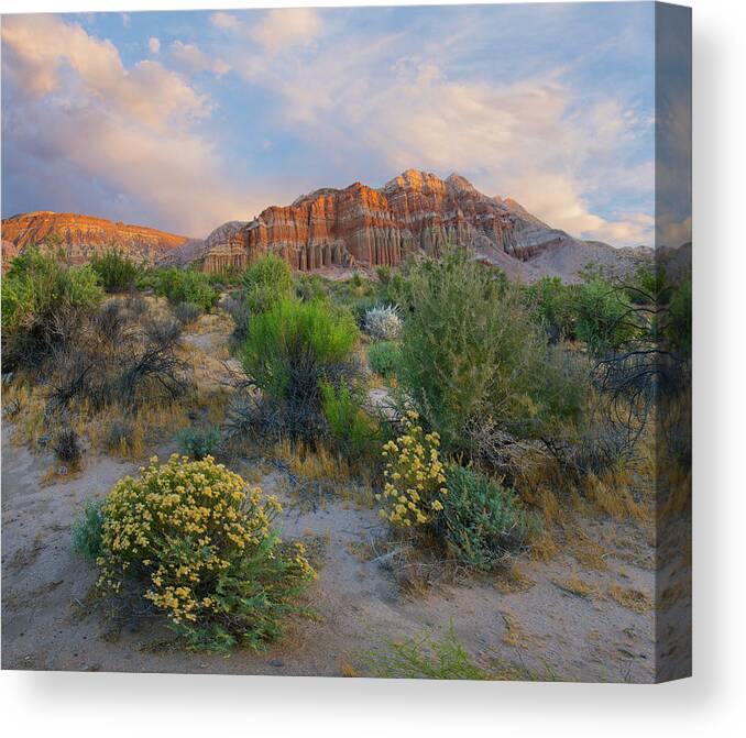 00571640 Canvas Print featuring the photograph Cliffs In Flowering Desert, Red Rock Canyon State Park, California by Tim Fitzharris