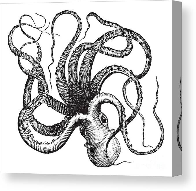 Engraving Canvas Print featuring the digital art Common Octopus Octopus Vulgaris by Morphart Creation