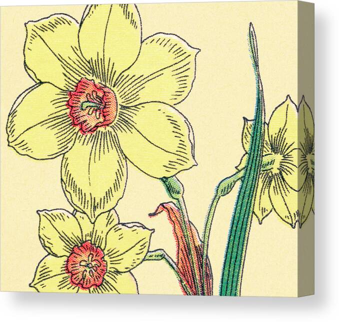 Bloom Canvas Print featuring the drawing Daffodil Flowers by CSA Images