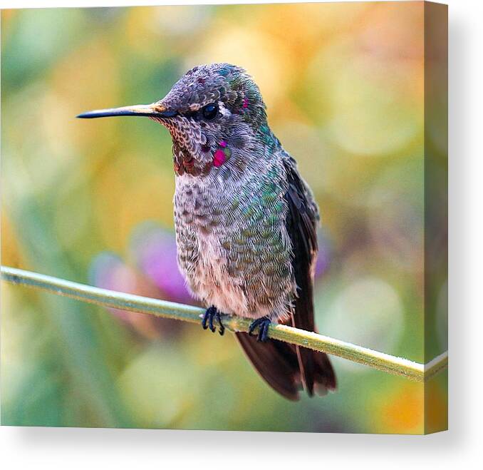 Animal
Bird
Hummingbird
Feathers Canvas Print featuring the photograph Every Little Feather by Robin Wechsler