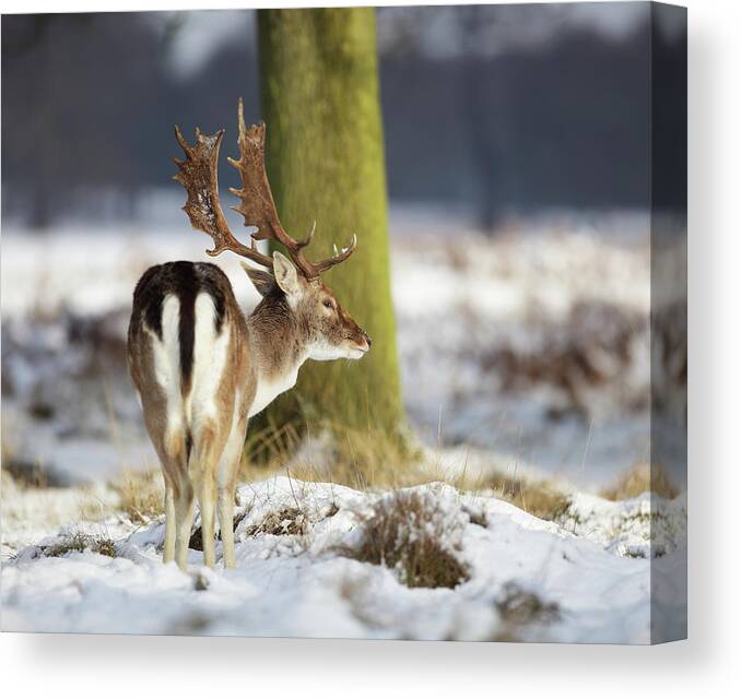 Snow Canvas Print featuring the photograph Fallow Stag In The Snow by Gp232