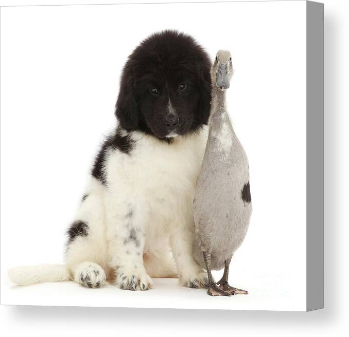 Indian Runner Duck Canvas Print featuring the photograph Fluff and feather together. by Warren Photographic