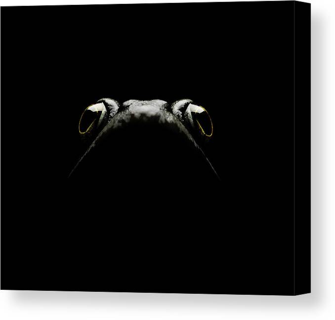 Tranquility Canvas Print featuring the photograph Frog Portrait Looking Up by Maarten Wouters