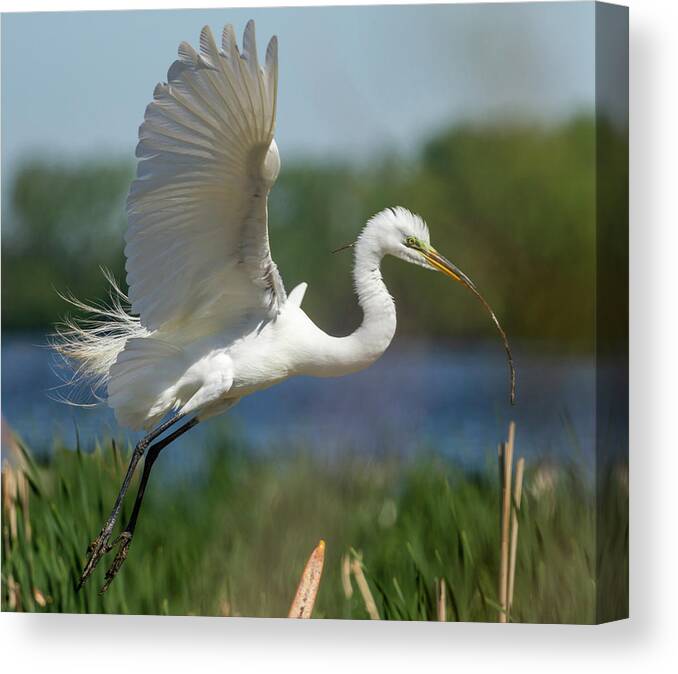 Great Egret Canvas Print featuring the photograph Great Egret 2014-1 by Thomas Young