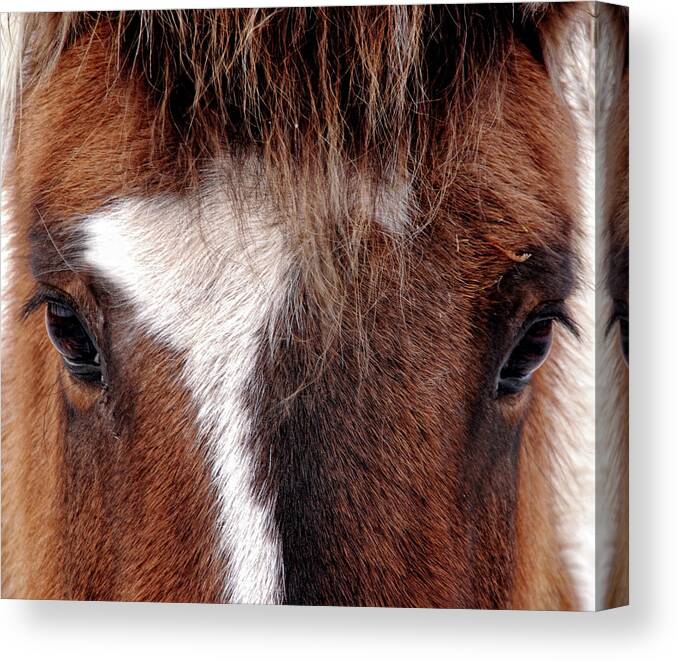 Horse Canvas Print featuring the photograph Horse by Abe