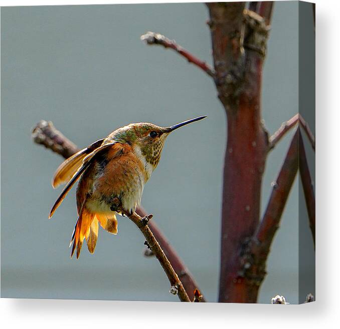 Horizontal Canvas Print featuring the photograph Hummingbird Series - Tough by Michael Howard