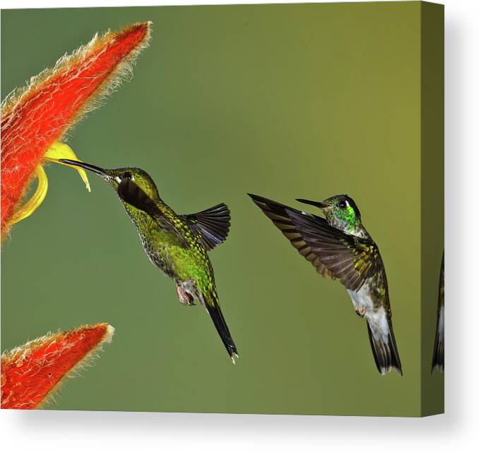 Animal Themes Canvas Print featuring the photograph Hummingbirds At Flower by Myer Bornstein - Photo Bee 1