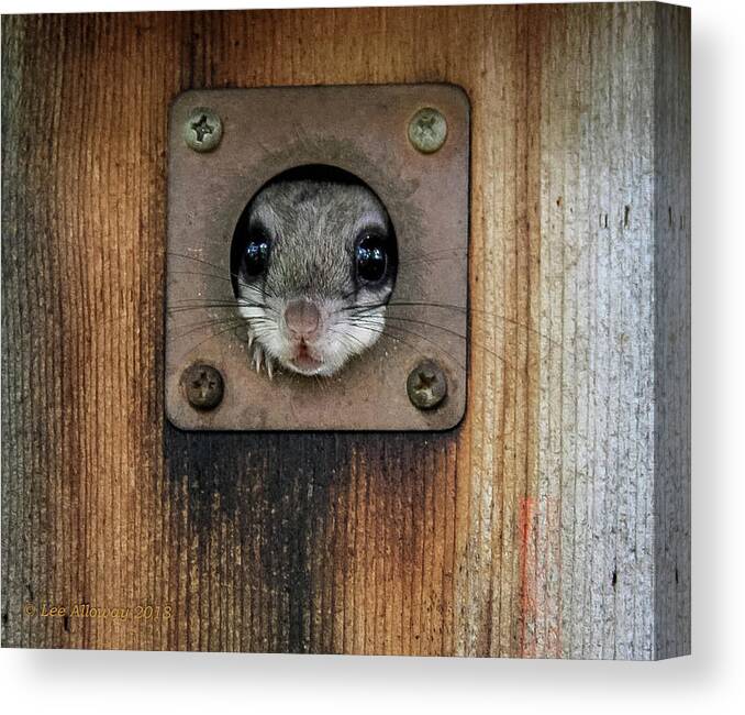 Flying Squirrel Canvas Print featuring the photograph Is It Safe? by Lee Alloway