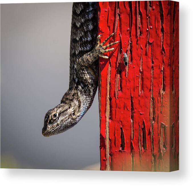 Lizard Canvas Print featuring the photograph Lizard on Red by Rick Mosher