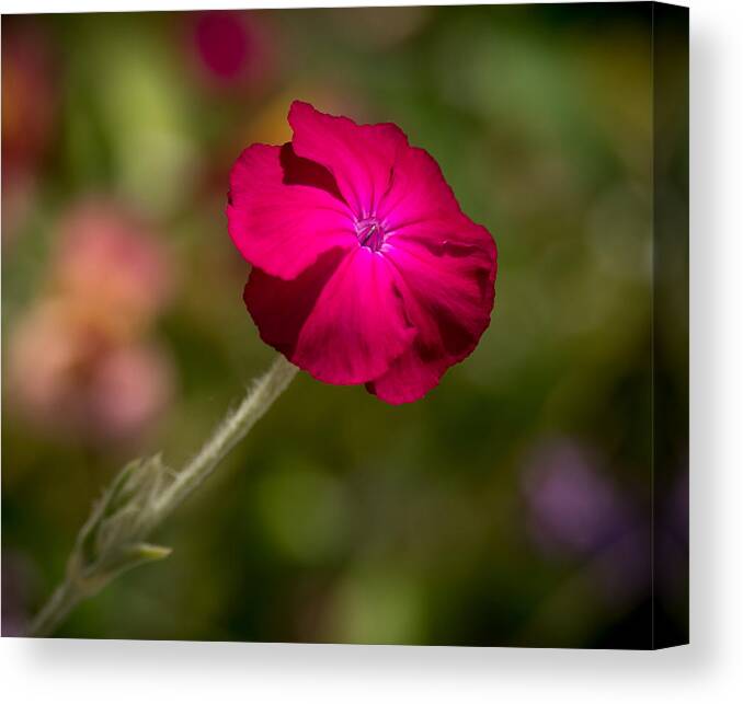 Flower Canvas Print featuring the photograph Loud and Proud by Derek Dean