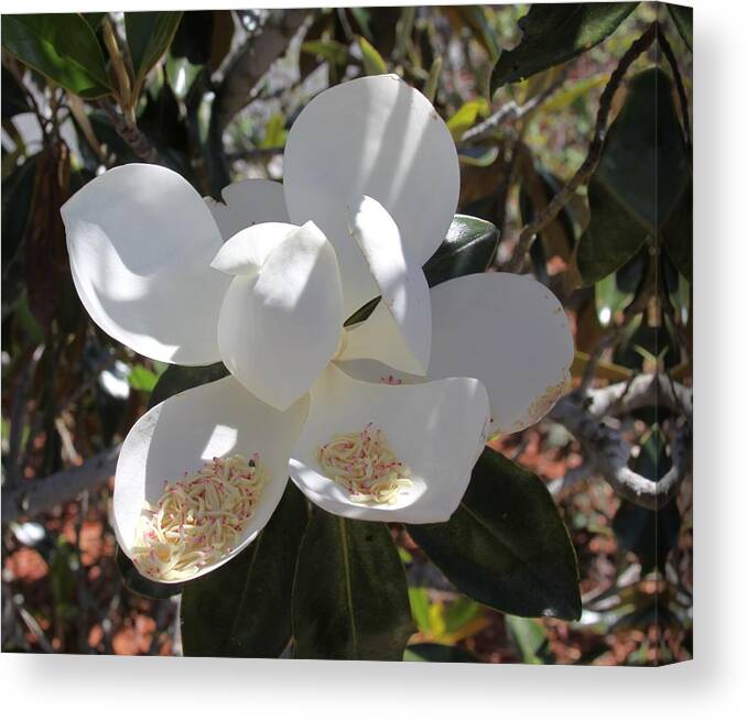 Magnificent White Magnolia Blossoms Canvas Print featuring the photograph Magnificent Magnolia by Philip And Robbie Bracco