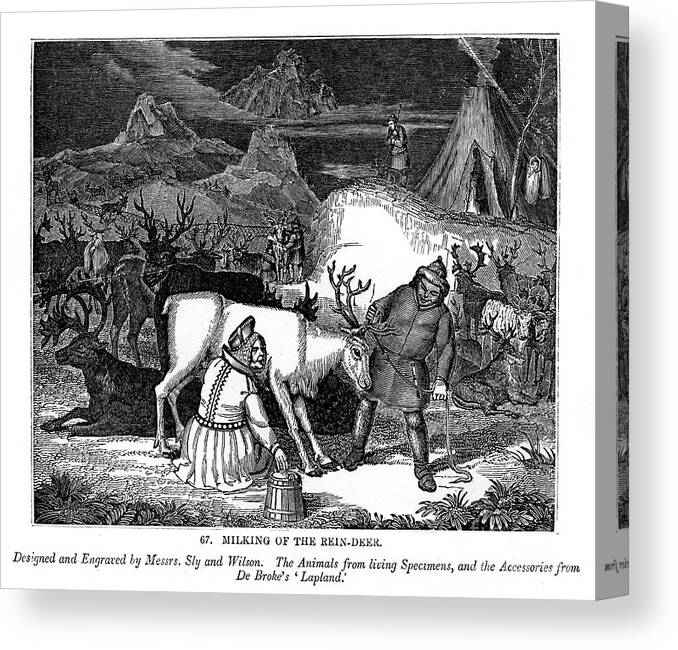 Engraving Canvas Print featuring the drawing Milking Of The Rein-deer, 1843. Artist by Print Collector