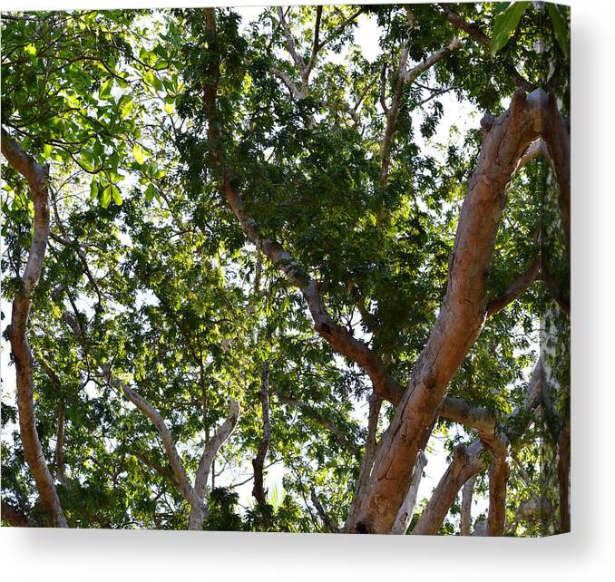 Tree Canvas Print featuring the photograph Photo 66 Tropical Trees by Lucie Dumas