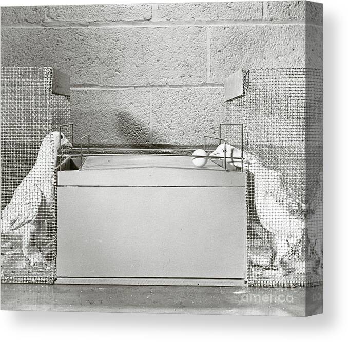 Working Canvas Print featuring the photograph Pigeons Playing Ball Game by Bettmann
