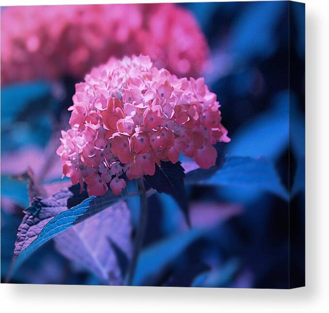 Art Canvas Print featuring the photograph Pink Hydrangea by Joan Han