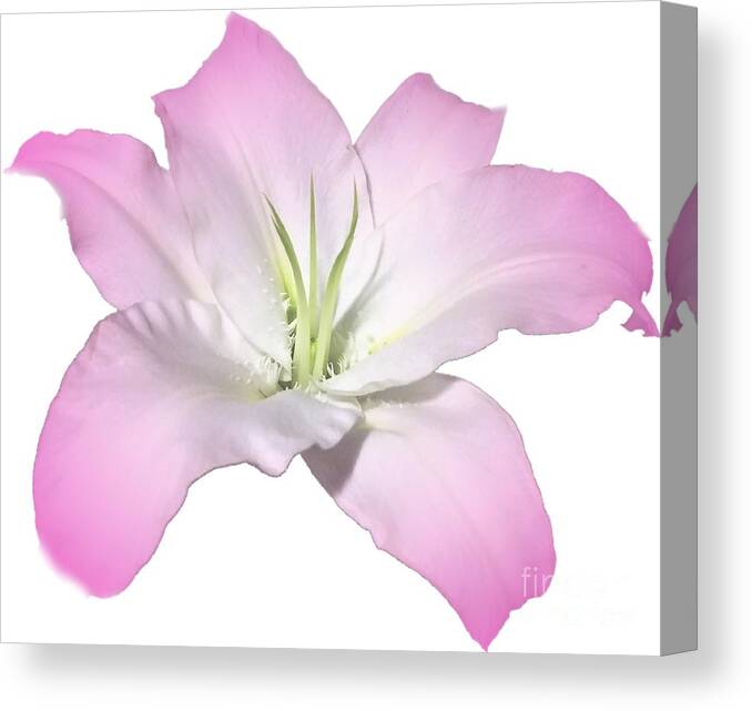 Pink Canvas Print featuring the photograph Pink Lily Flower Photograph Best for Shirts by Delynn Addams