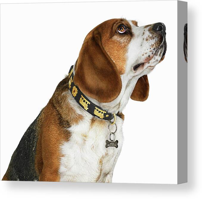 Pets Canvas Print featuring the photograph Portrait Of Dog Looking Up by Gandee Vasan