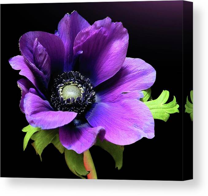 Purple Canvas Print featuring the photograph Purple Anemone Flower by Gitpix