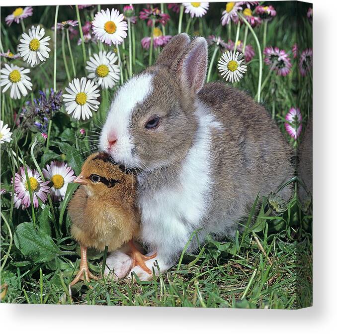 Estock Canvas Print featuring the digital art Pygmy Rabbit & Young Chicken by Robert Maier