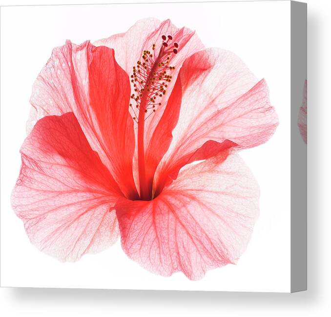Freshness Canvas Print featuring the photograph Red Hibiscus by Studio 504