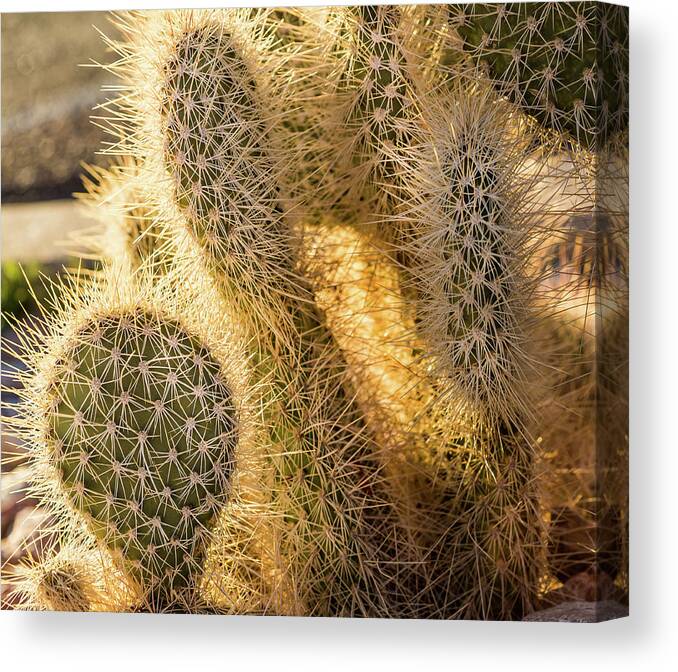 Prickly Pear Cactus Canvas Print featuring the photograph That's One Prickly Pear by Randall Evans