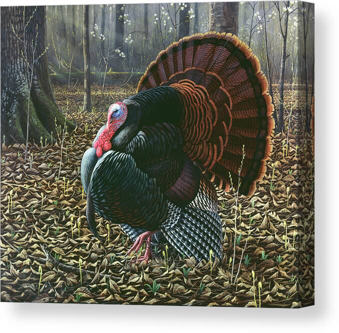 Wild Turkey Fanning Out His Tail In The Forest Canvas Print featuring the painting The King Of Spring - Wild Turkey by Wilhelm Goebel