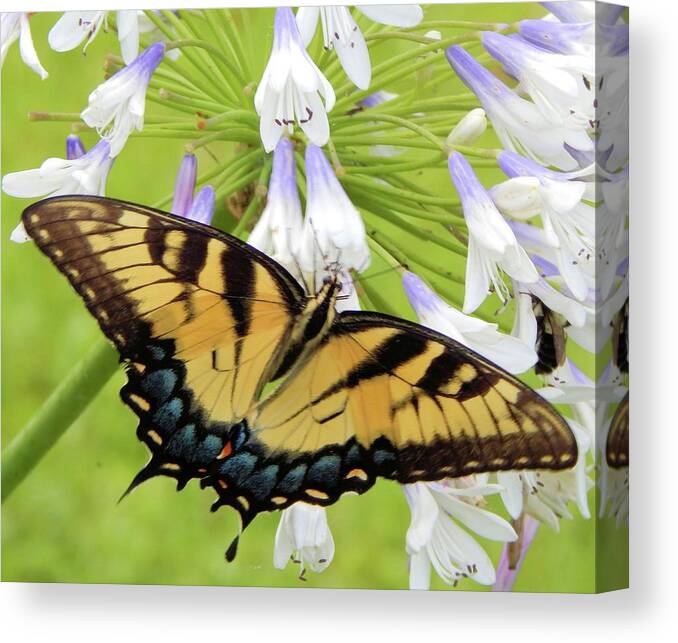 Butterfly Canvas Print featuring the photograph Tiger Swallowtail II by Karen Stansberry