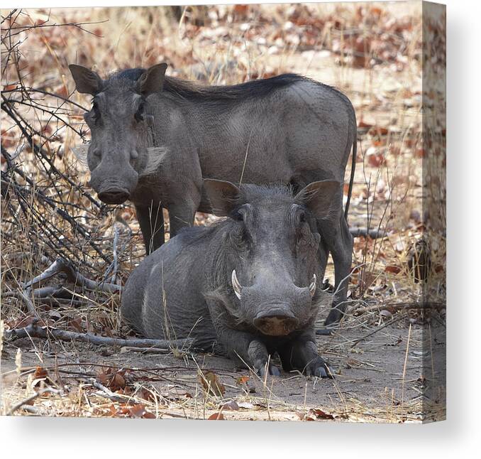 Warthog Canvas Print featuring the photograph Wart Hog Pair by Ben Foster