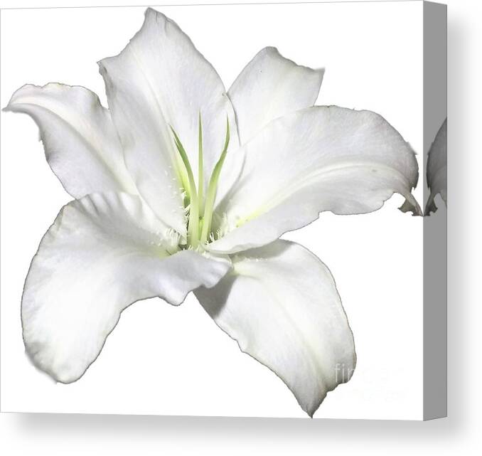 White Canvas Print featuring the photograph White Lily Flower Designs for Shirts by Delynn Addams