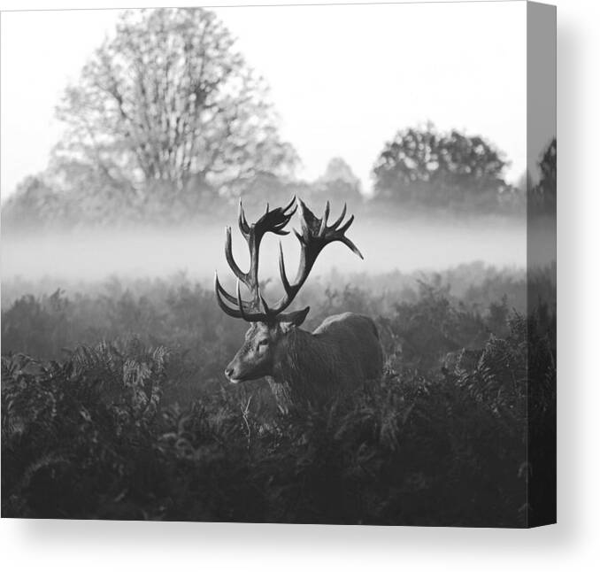 Wildlife Canvas Print featuring the photograph @@wvw@@ by Robert Fabrowski