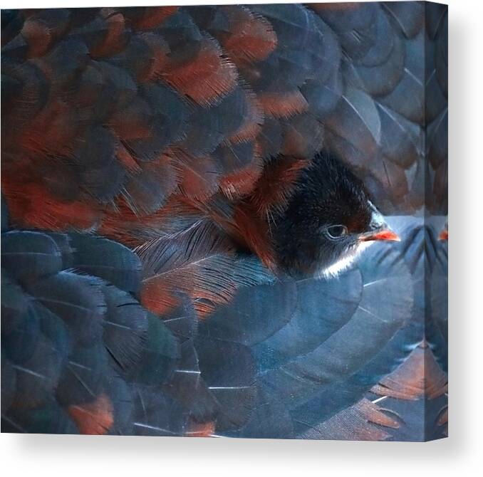 Bird
Animal
Feathers Canvas Print featuring the photograph You Are Peeking by Robin Wechsler