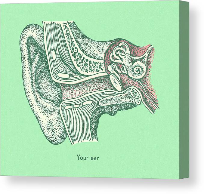 Anatomical Canvas Print featuring the drawing Your Ear by CSA Images