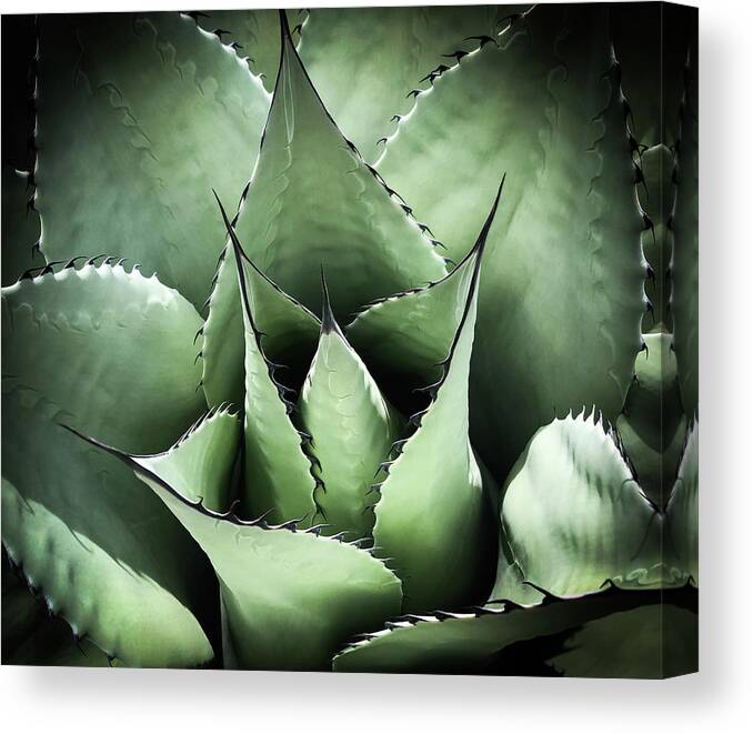 Succulent Canvas Print featuring the photograph Agave #1 by Candy Brenton