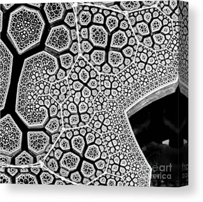 Flower Canvas Print featuring the digital art Pattern Of Nature #1 by Yvonne Padmos