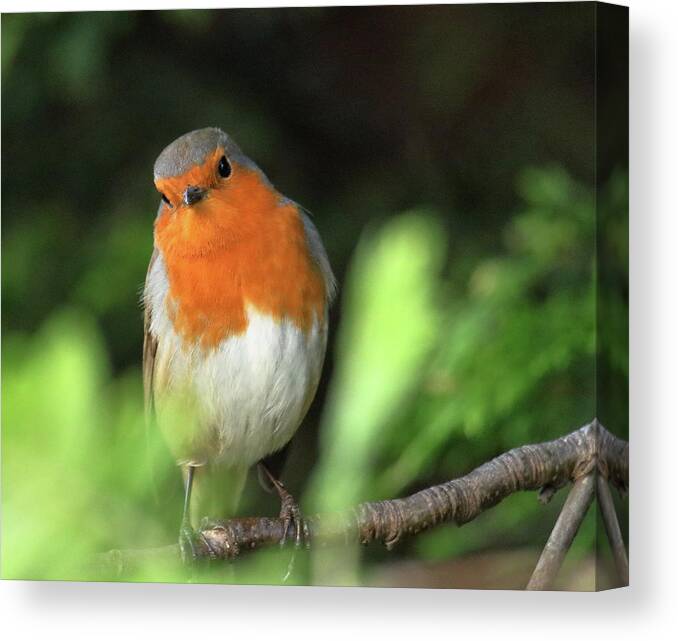 Robin Canvas Print featuring the photograph Robin #1 by Jeff Townsend
