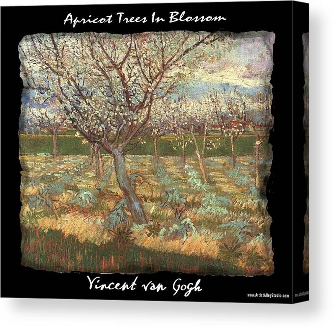 Vincent Canvas Print featuring the painting Apricot Trees In Blossom - VVG by The GYPSY and Mad Hatter