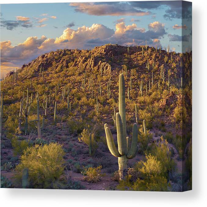 Tim Fitzharris Canvas Print featuring the photograph Tucson Mountains, Saguaro National Park, Arizona #2 by Tim Fitzharris