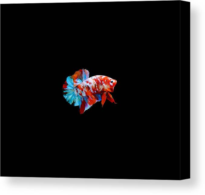 Betta Canvas Print featuring the photograph Multicolor Betta Fish by Sambel Pedes