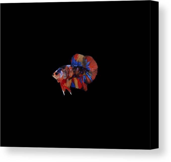Betta Canvas Print featuring the photograph Multicolor Betta Fish by Sambel Pedes