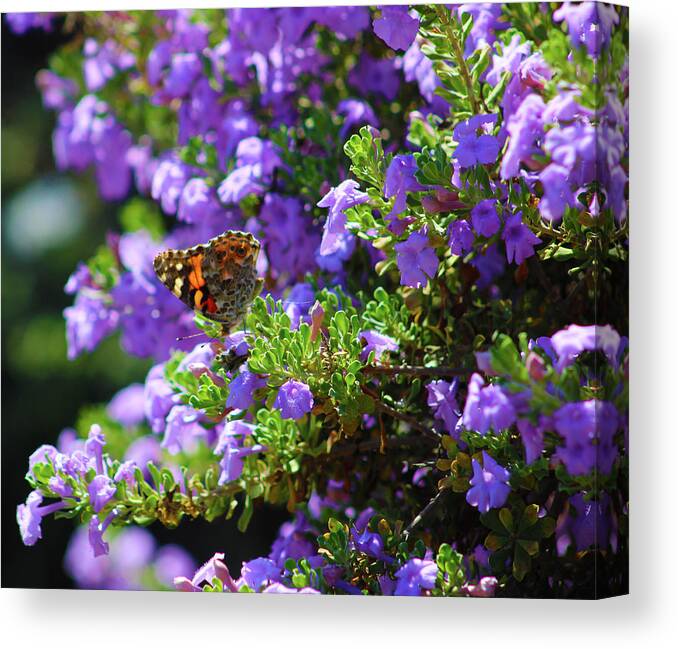Butterfly Canvas Print featuring the photograph A Sea of Purple by Marcus Jones