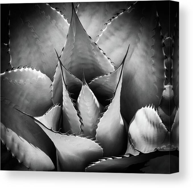 Succulent Canvas Print featuring the photograph Agave by Candy Brenton